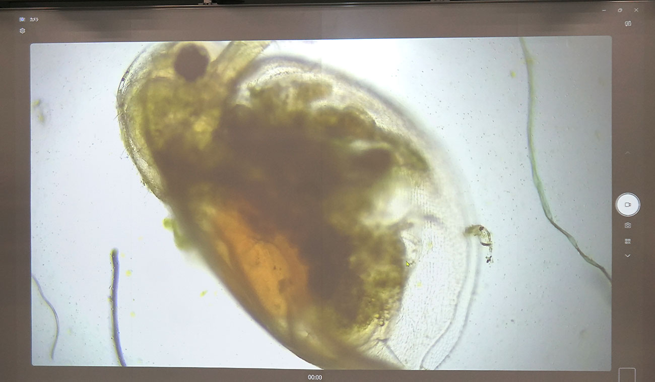 デジタル顕微鏡とプロジェクターを接続し、大画面に投影